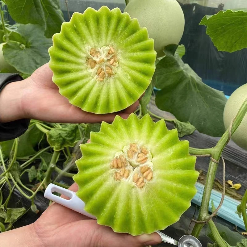 海南玉菇甜瓜当应季新鲜清甜冰淇淋玉菇甜瓜香瓜玉蜜瓜水果2-9斤