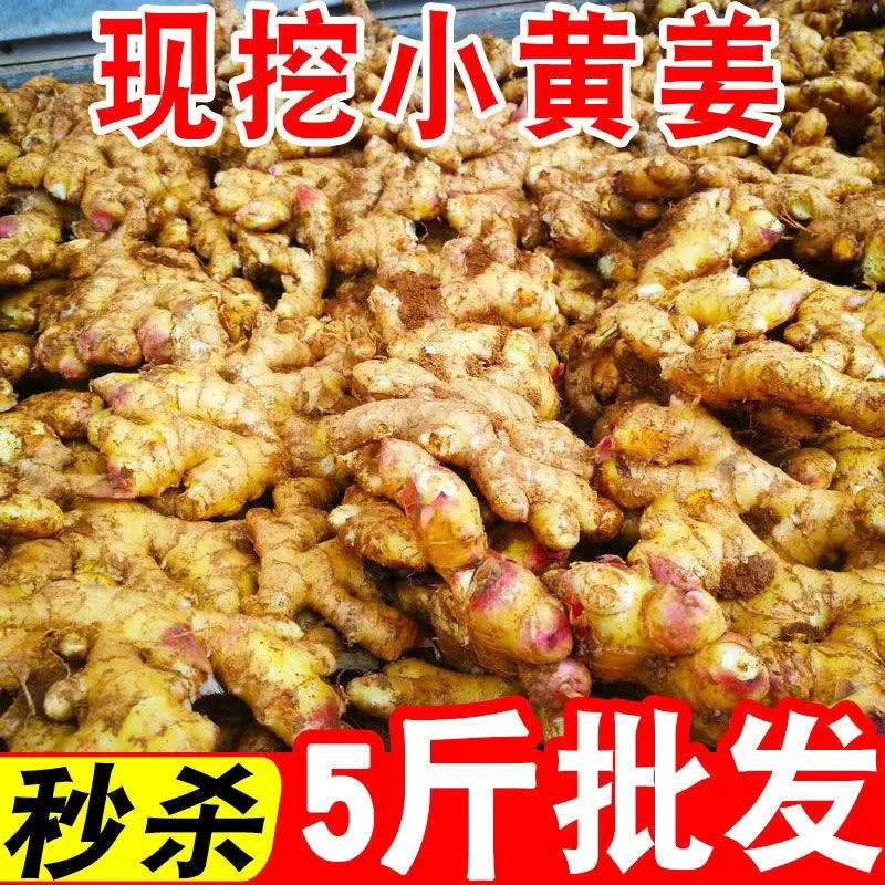 【今日推荐】精品小黄姜本地新鲜蔬菜生姜整箱批发0.5斤-9斤调味姜