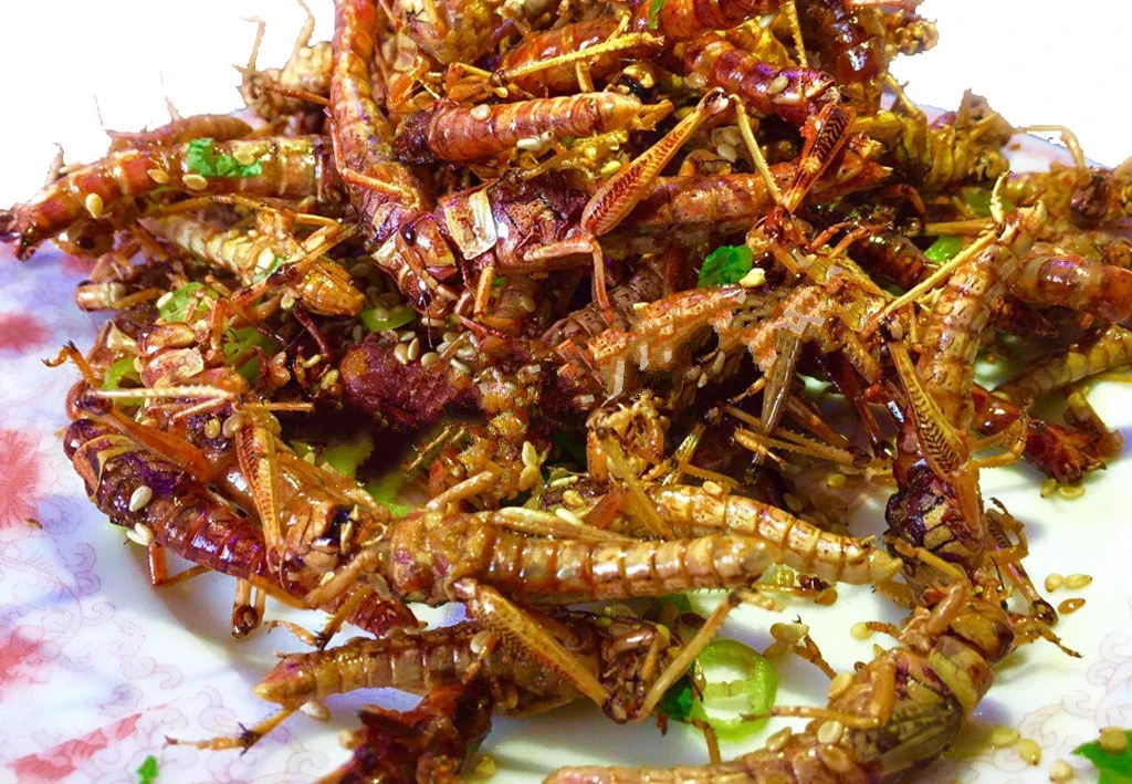 油炸黄粉虫大麦虫蚕蛹蚂蚱蝎子各一袋组合尝鲜装开袋即食