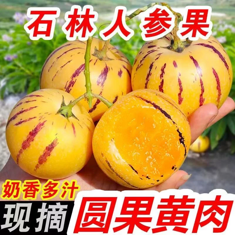 【圆果好吃】云南石林人参果新鲜孕妇应季黄肉低糖水果爆汁清甜