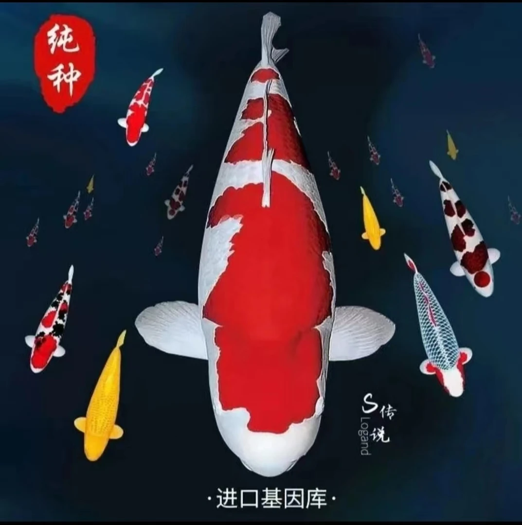 锦鲤活鱼观赏鱼幼苗纯种红白三色昭和淡水好养耐活冷水红草金鱼类