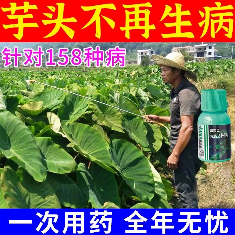 芋头病全治芋头专用肥霜霉病铜线病芋瘟全治增产提质专用叶面肥