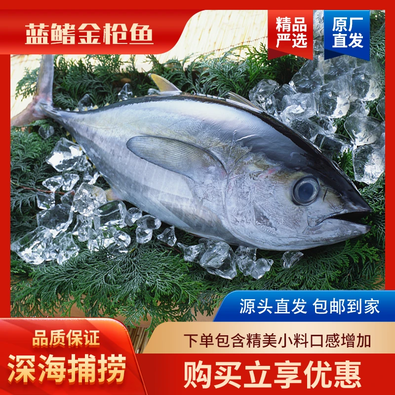 4斤半南海野钓蓝鳍金枪鱼超低温新鲜深海高营养价值冷链