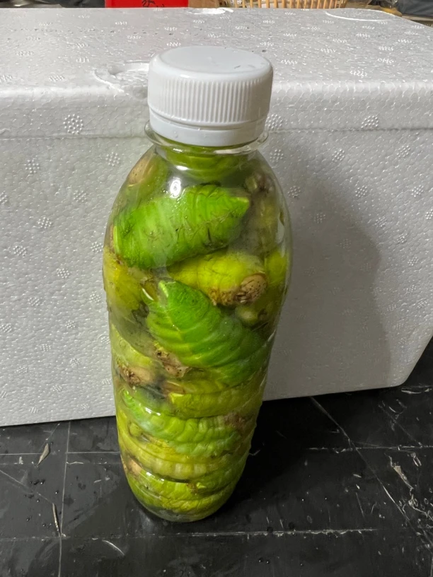 大绿虫茧壳割出来的  绿蚕免挤 加水冷冻发货油炸高蛋白