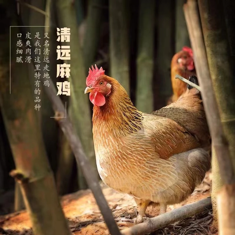 2只和3只220日清远土鸡清远发货（生鲜），两只净重共5-6斤