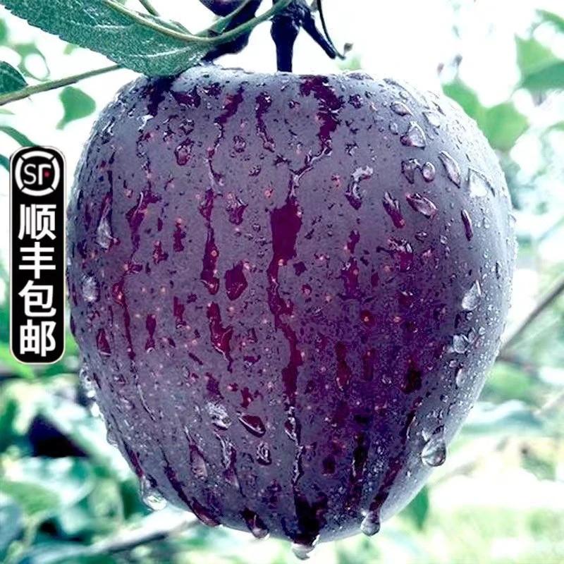 【顺丰包邮】云南昭通黑卡苹果黑钻黑色纯甜苹果新鲜当季现摘现发