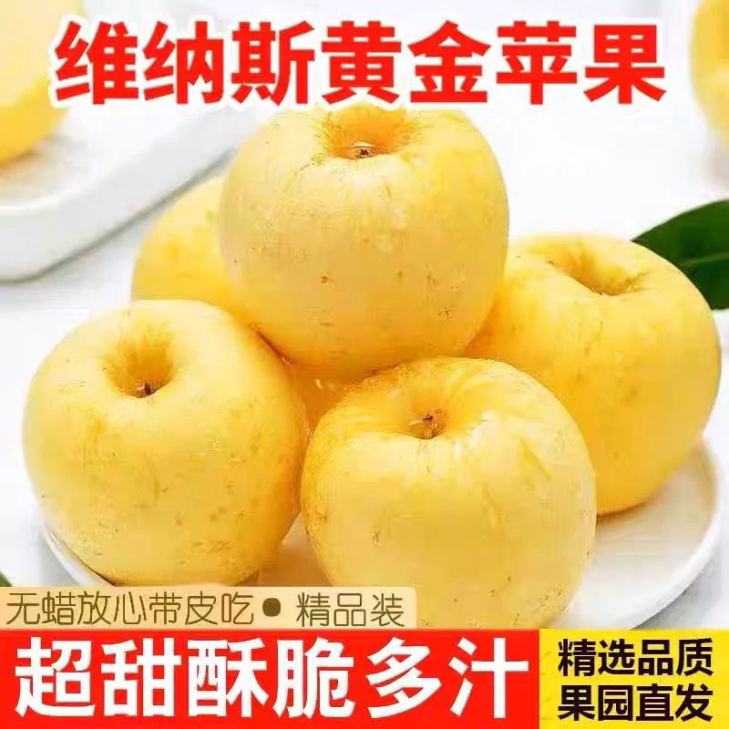正宗山东烟台维纳斯黄金苹果脆甜爽口现摘现发新鲜水果多汁香甜