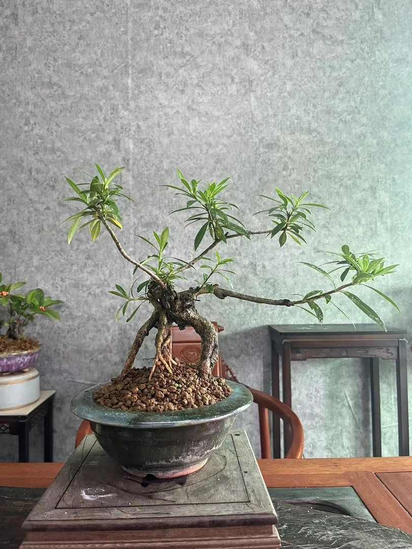 志趣园艺盆景   精美盆景  茶台小品