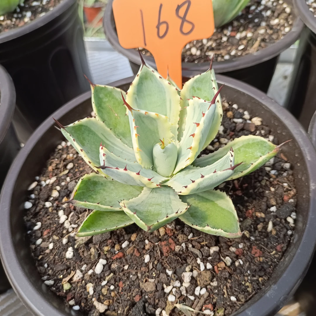 龙舌兰吉祥冠锦绿植兔耳兰