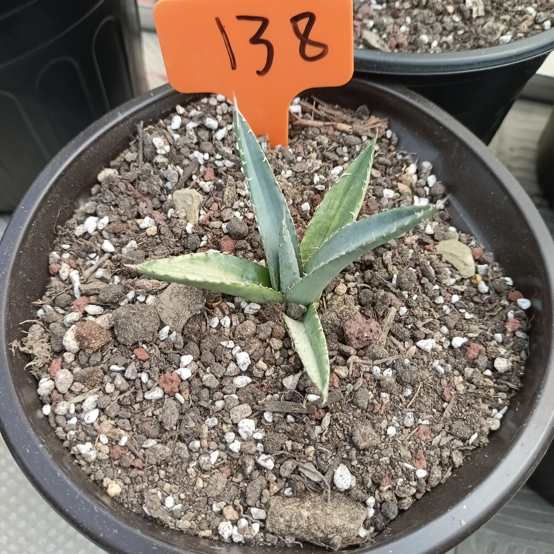 龙舌兰帝释天绿林