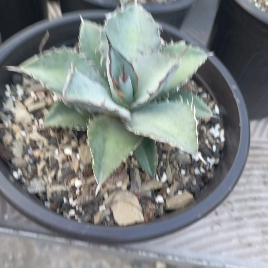 龙舌兰仁王冠绿色植物