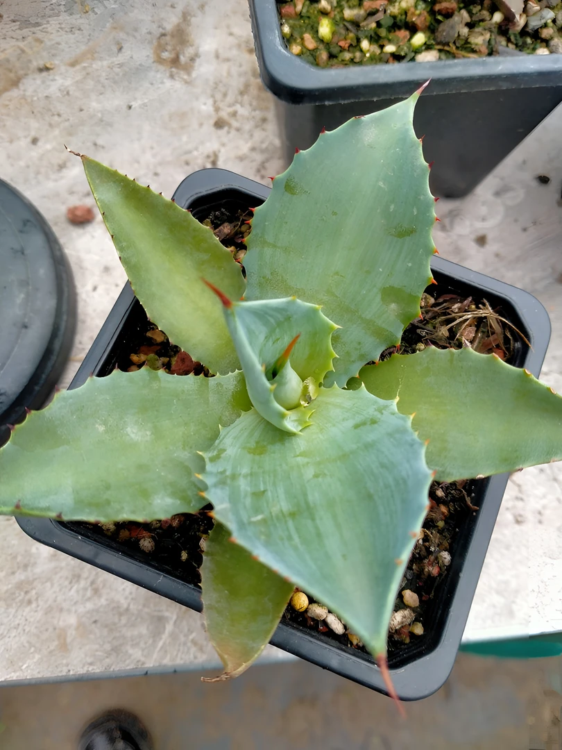 龙舌兰鲸鱼舌绿植优选