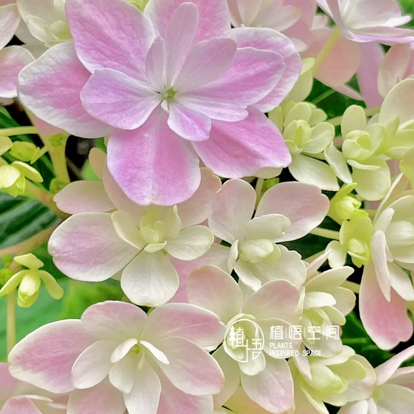 植悟空间粉色落跑新娘阳台庭院盆栽地栽5加仑绣球花卉