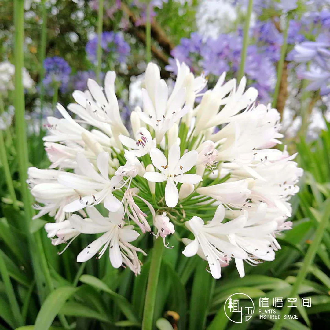植悟空间百子莲地栽盆栽阳台绿植庭院花园多年生植物开花