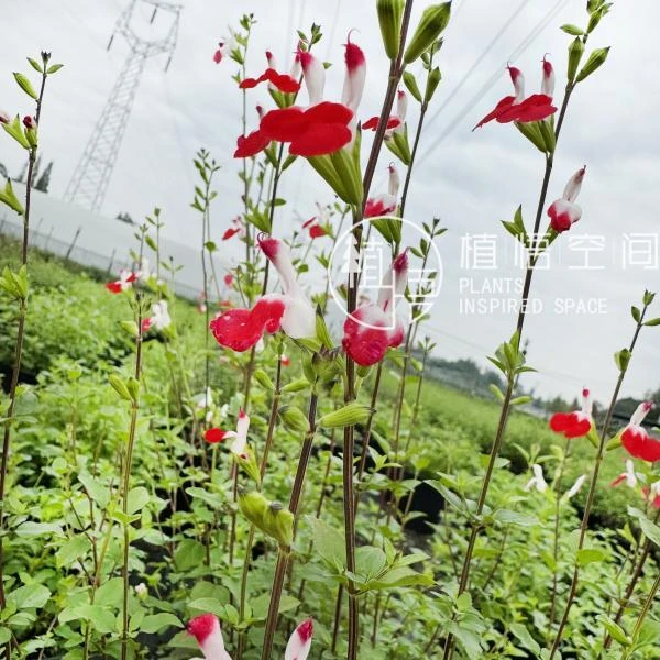 植悟空间樱桃鼠尾草地栽盆栽多年生植物