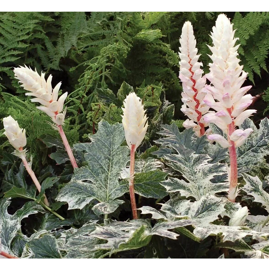 植悟空间花叶茛力花白浪喜阴观叶观花花境盆栽庭院植物
