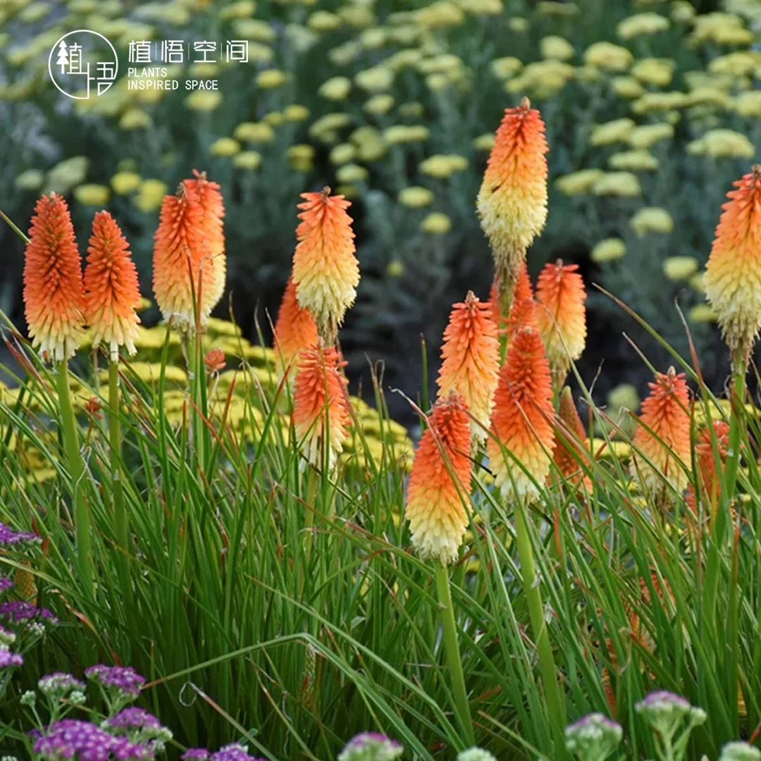 植悟空间进口无性系繁殖火炬花火把莲多年生草本庭院花园线性花卉