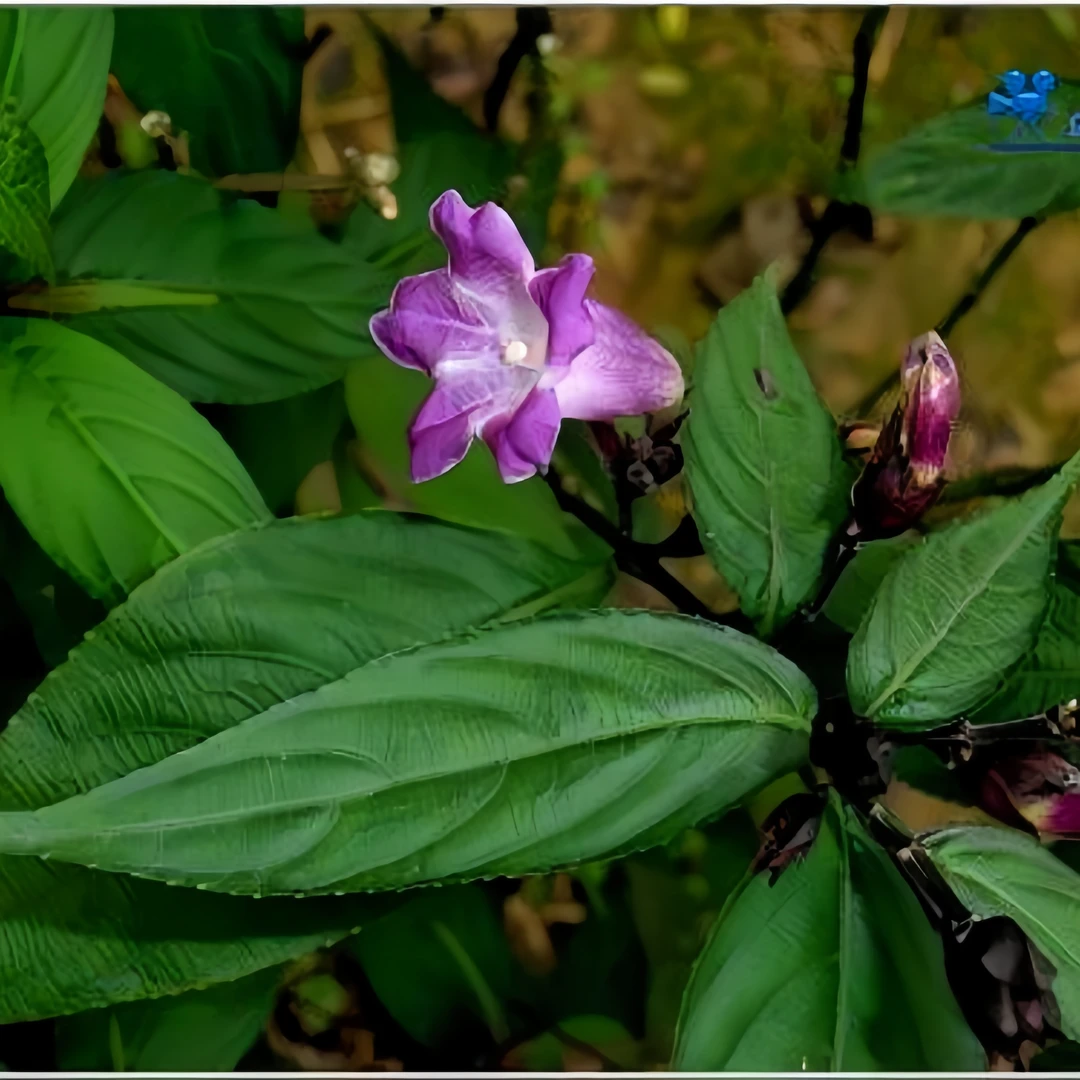 植悟空间马蓝多年生草本花卉植物阳台庭院盆栽地栽