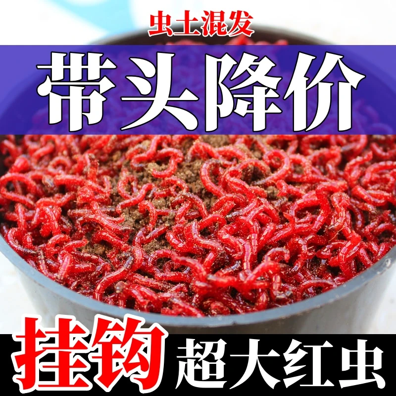 【营养土】鲜活红虫活饵活体营养土红虫特大号挂钩红虫鱼饵料批发