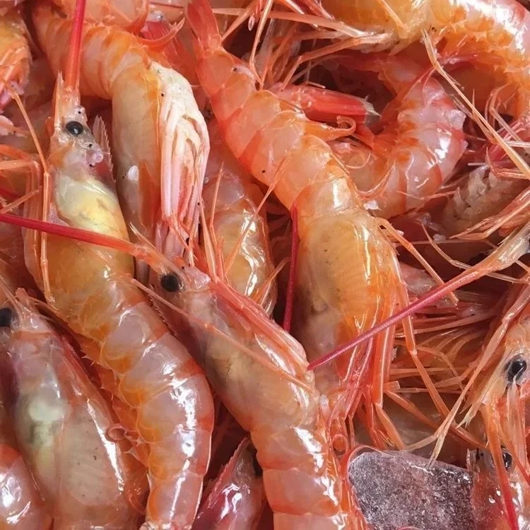 【东海野生红虾4斤】刺身级别超低温速冻三大金