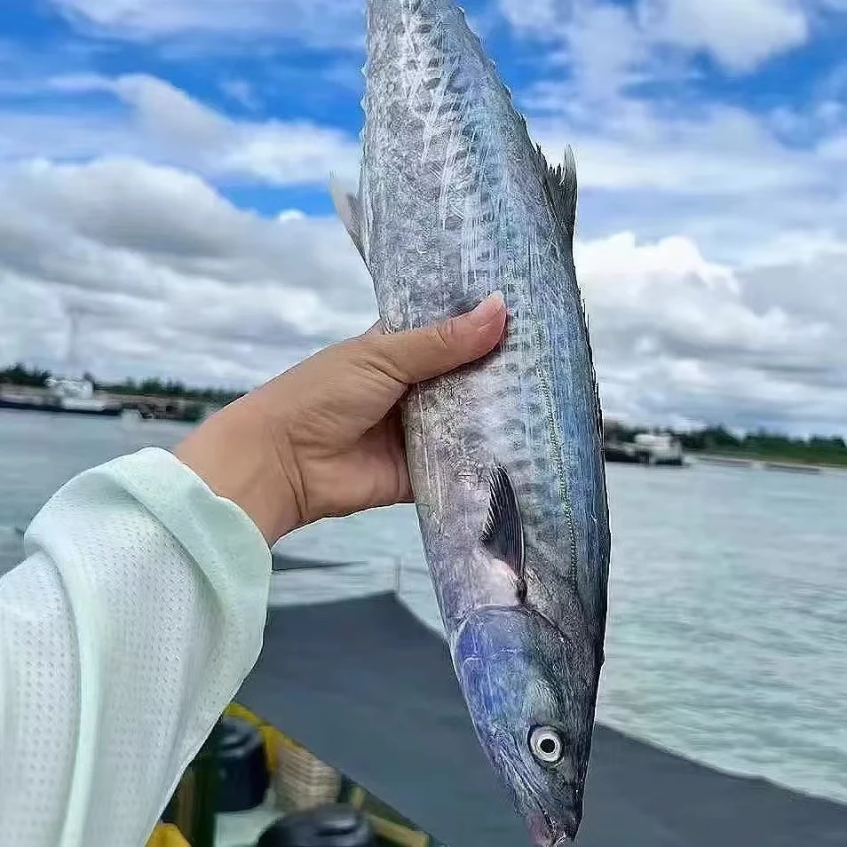 【东海野生马鲛鱼】深海海捕长马鲛鱼