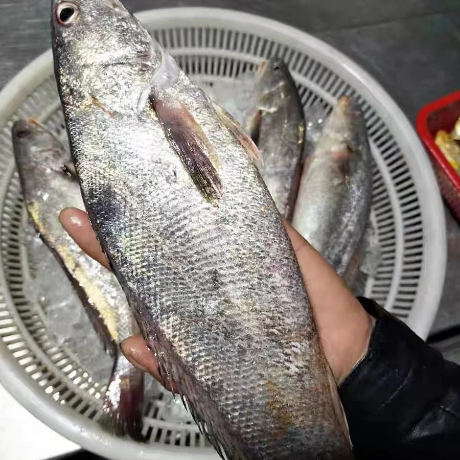 【东海野生米鱼4斤】深海新鲜海捕敏鱼鲜活水产
