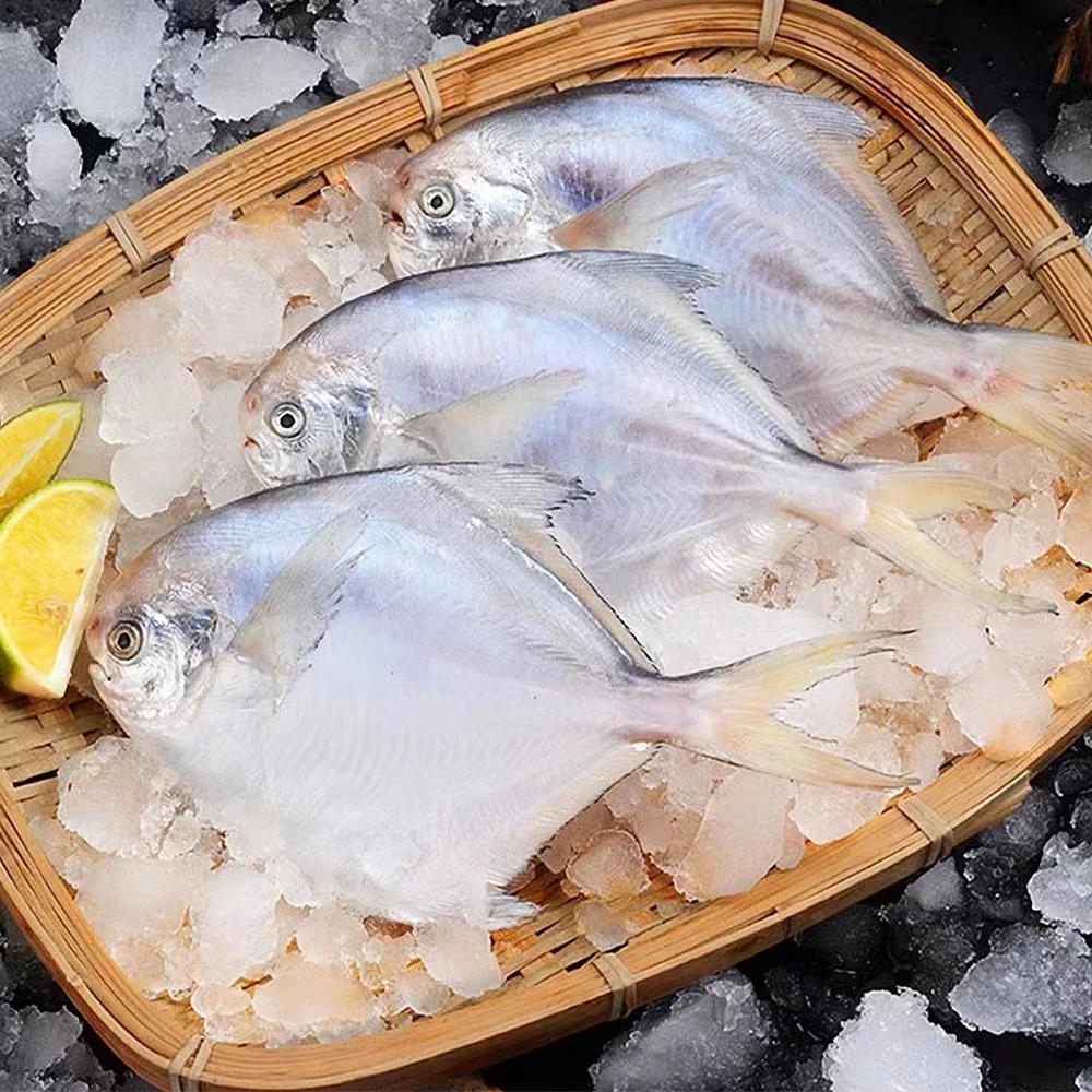 【东海野生鲳鱼4斤】深海海捕新鲜银鲳鱼海鲜水产鲜活海鱼小鲳鱼