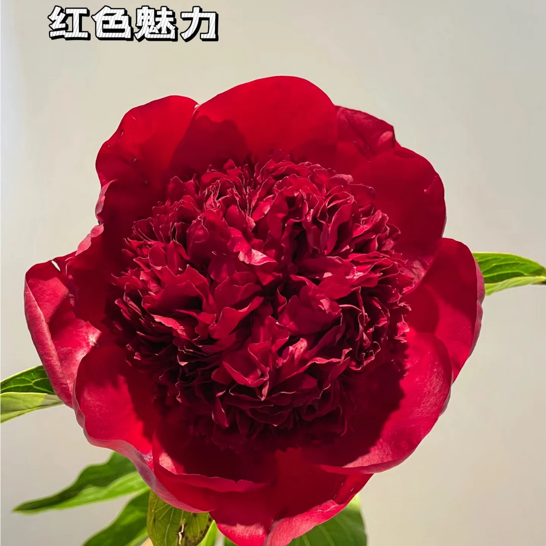 【红色魅力】进口芍药鲜切花A级重瓣山东菏泽基地直发