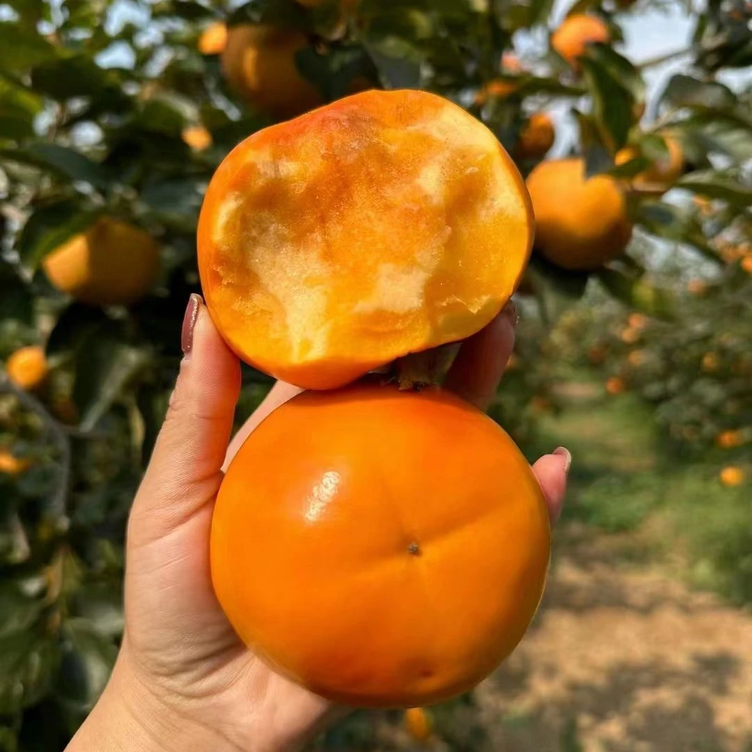 巧克力脆甜柿子（约1kg）无籽冰糖心甜蜜蜜 应季水果孕妇老少皆宜