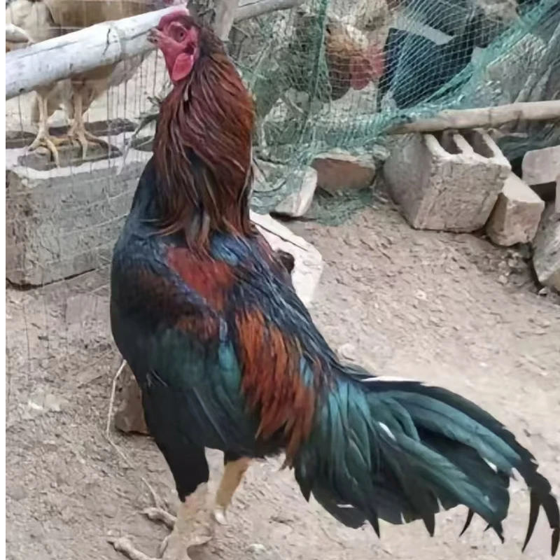 广西杂交斗鸡整鸡   4只