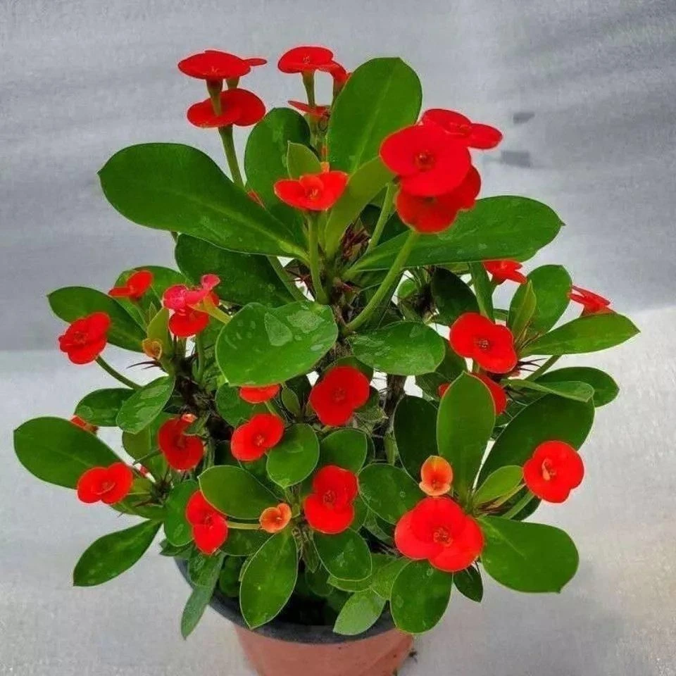 虎刺梅花卉盆栽易活植物室内办公室阳台耐旱铁海棠四季植物