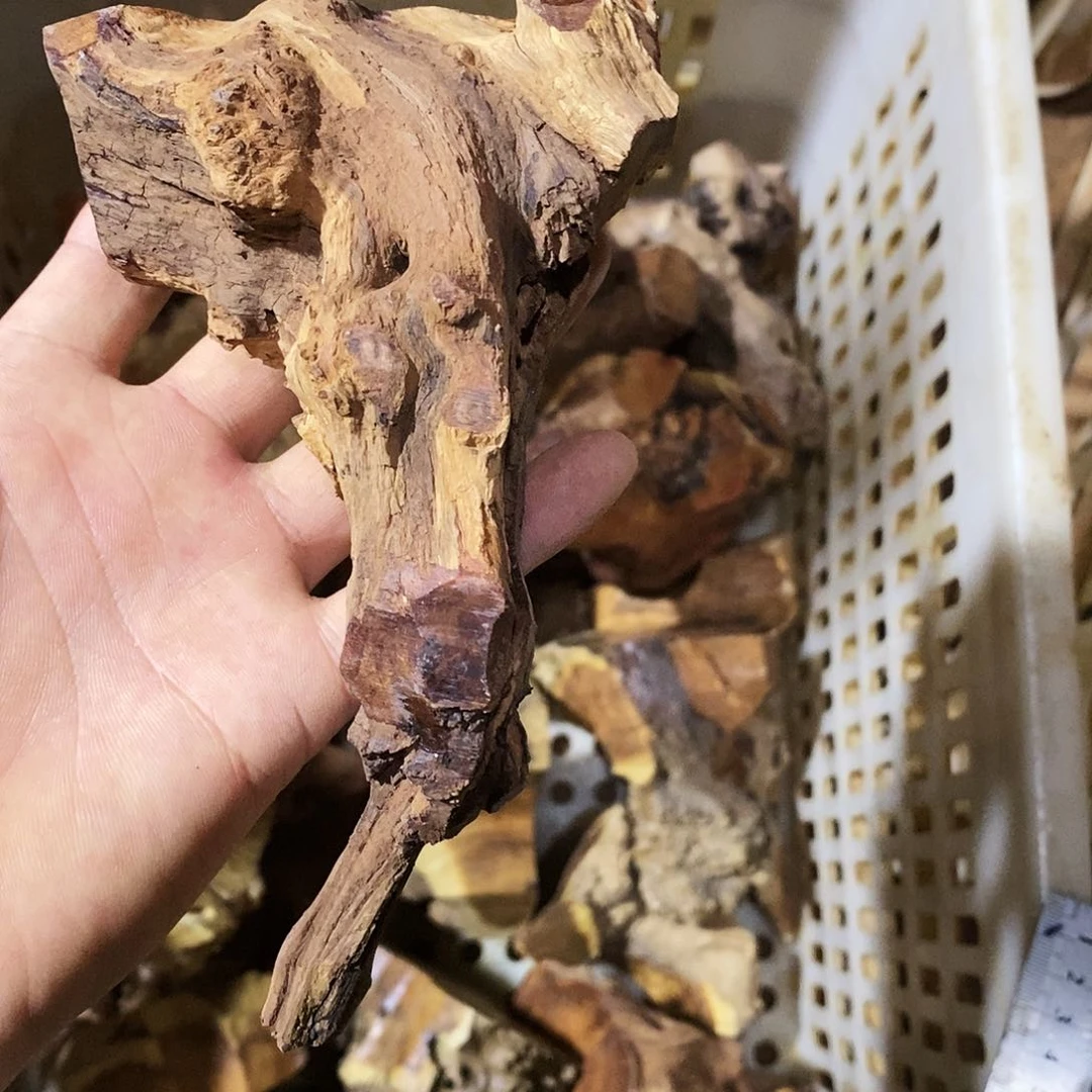 小叶鼠李5685588云***?