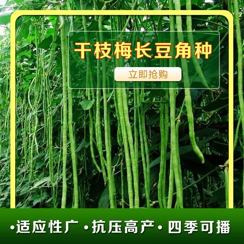干枝梅长豆角种子绿条长豇豆挂满高产大田菜种子一年四季菜种子
