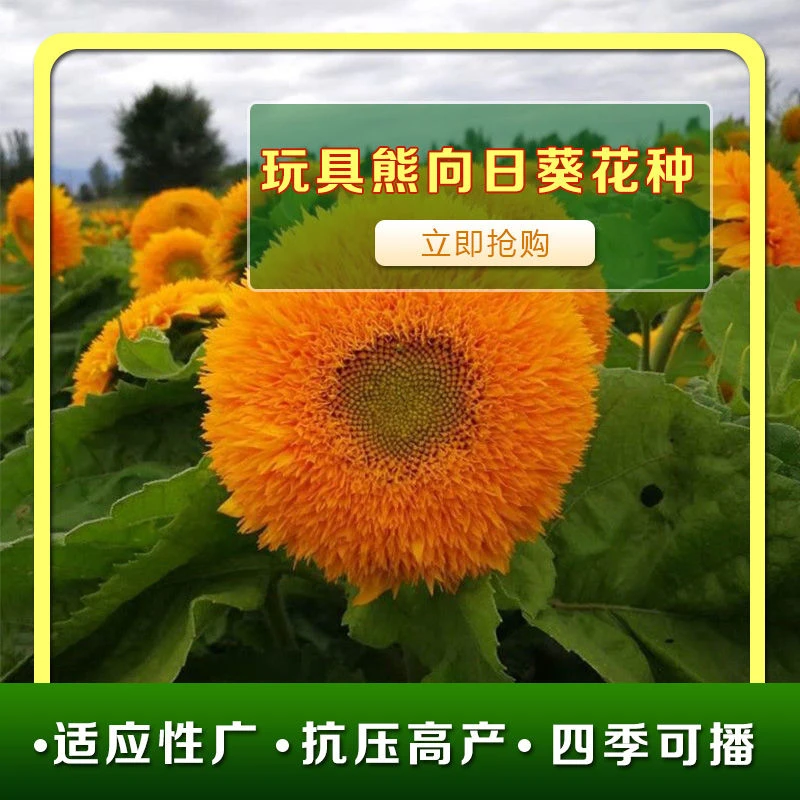 玩具熊向日葵种子熊多花多头耐旱四季观赏盆栽花卉籽香菜冬天辣椒