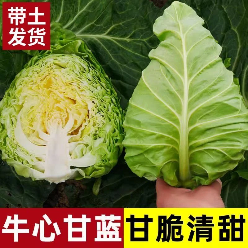 【顺丰包邮】牛心甘蓝苗包菜卷心菜耐寒热春夏秋冬四季蔬菜大田苗