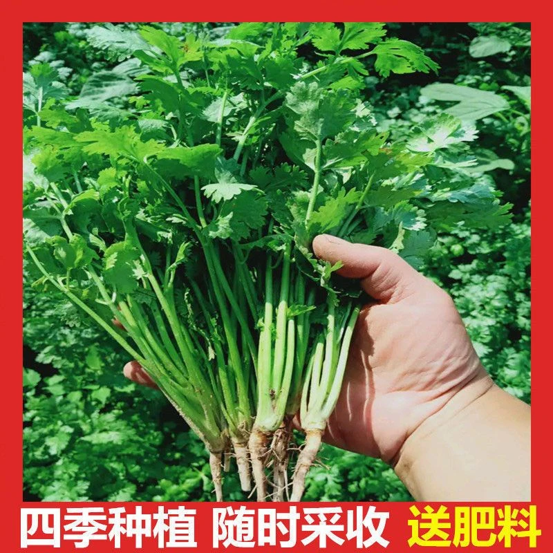 香菜种子大全农家盆栽苗大叶芫荽种籽四季食用香菜籽蔬菜种籽种孑