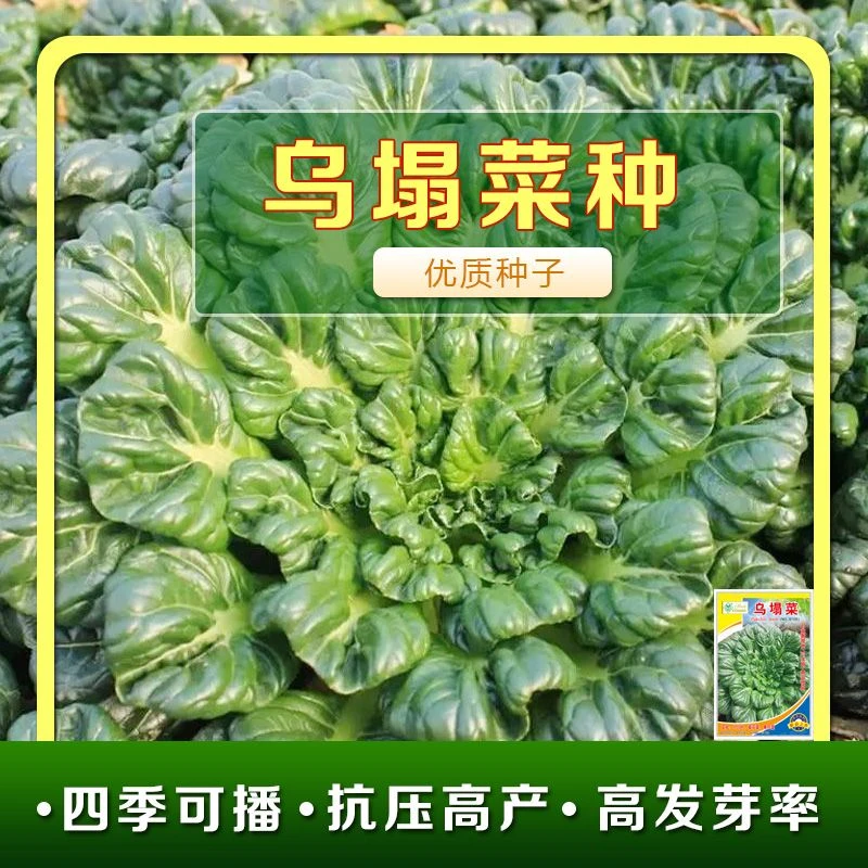 黑心AE711乌塌菜种子高钙蔬菜农家春季蔬菜种子新疆包邮香菜黄瓜