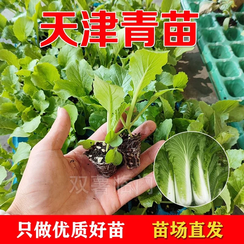 天津青秧苗 青麻苗露天种植蔬菜苗新鲜带原土成活率高