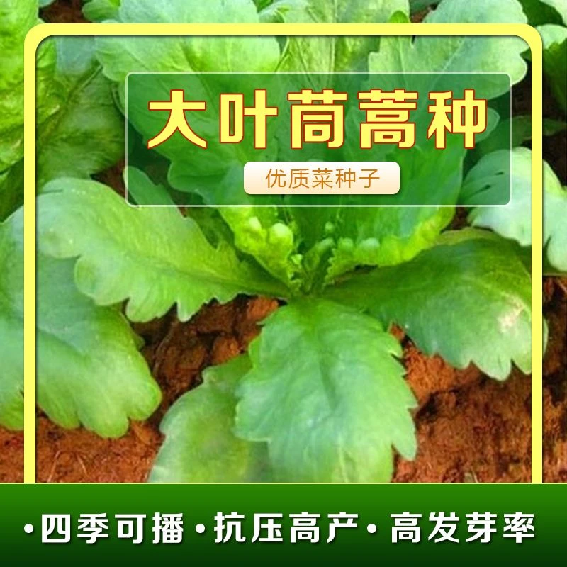 大叶茼蒿种子蔬菜种子套餐四季易种阳台盆栽可播种春秋菜新疆