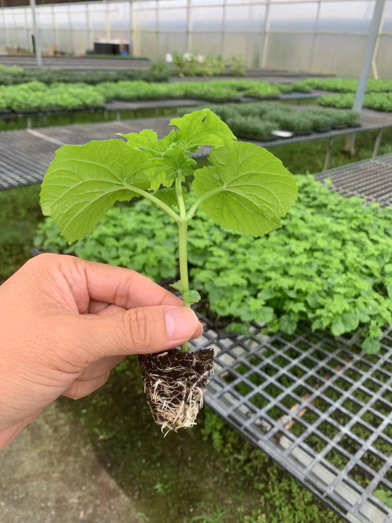 【顺丰包邮】大肉苦瓜苗广东新鲜凉瓜当季大肉油苦瓜种苗蔬菜种植