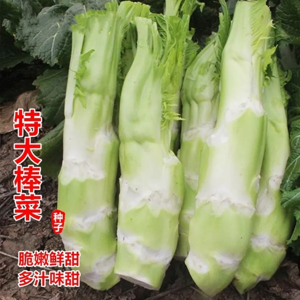 棒菜种子薄皮棒菜大棒菜白皮芥菜种四川花叶菜头特色 棒棒菜种子