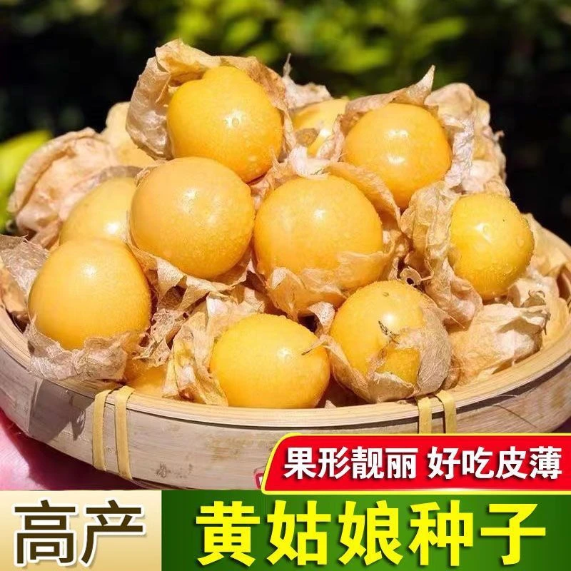 黄菇娘灯笼果种子黄姑娘果种子一年四季种阳台盆栽东北灯笼果新疆