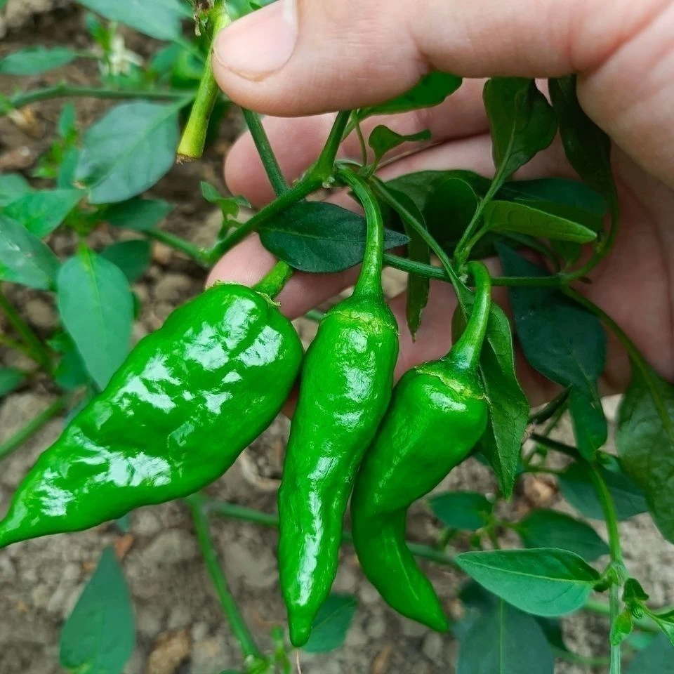 【顺丰包邮】同乐余干辣椒苗春秋季阳台盆栽蔬菜孑四季