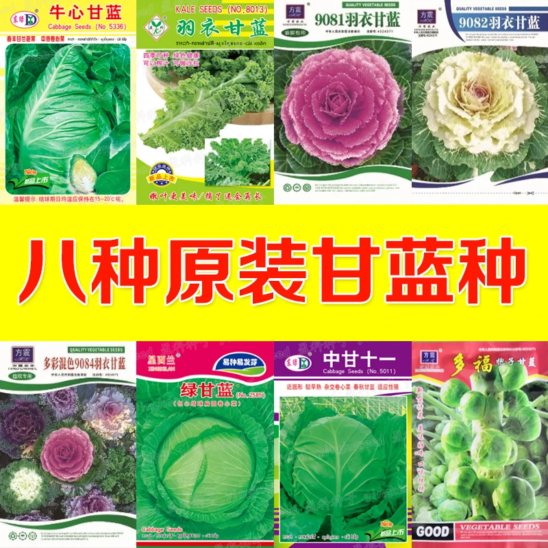 8种甘蓝组合种子套餐 甘蓝组合 四季播种 农家甘蓝种子