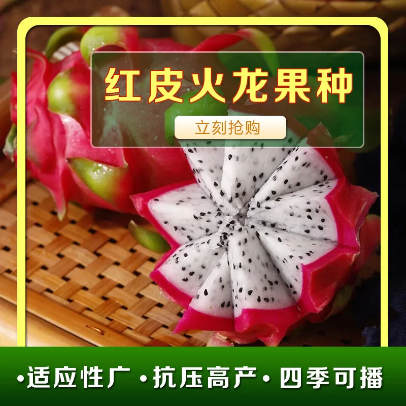 火龙果种子 红皮红心红皮黄皮白肉种籽阳台庭院盆栽四季播种蔬果