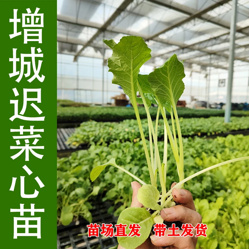 广州增城迟菜心秧苗木瓜籽菠菜蒜苗种子青菜冰菜种子