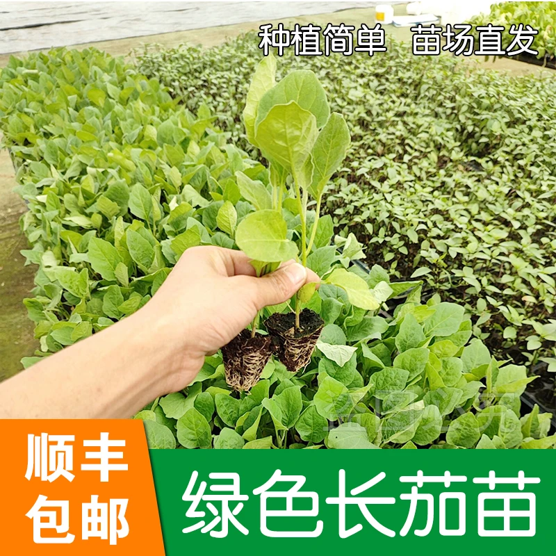 绿长茄秧苗种子圆茄杭茄线茄青紫茄子种苗蔬菜