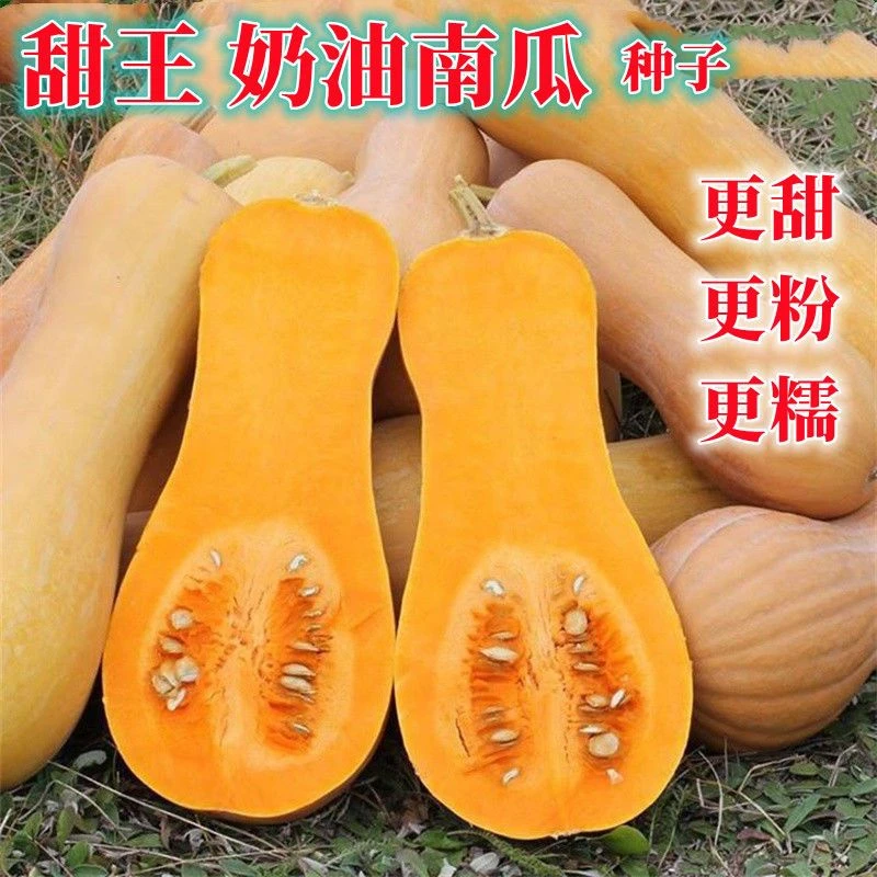 奶油南瓜种子春季秋季四季香芋蜜本甜糯红甜栗板栗好吃南瓜种籽孑
