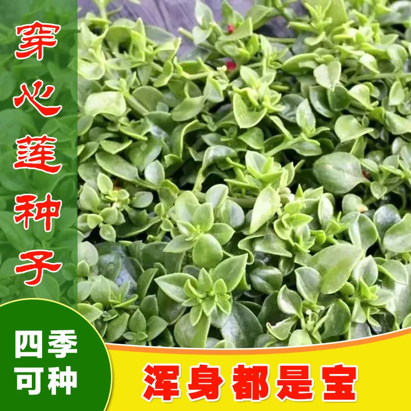 穿心莲种子菜用种籽四季阳台菜园种植蔬菜种子新疆香菜秋季黄瓜