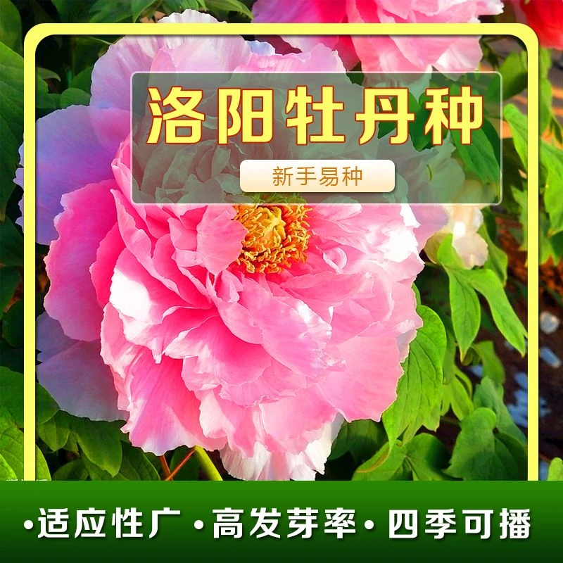 洛阳牡丹花种种子混色春播四季盆栽观赏新疆香菜冬天辣椒韭菜菠菜